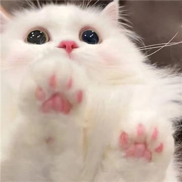 Ảnh đại diện người dùng Amit